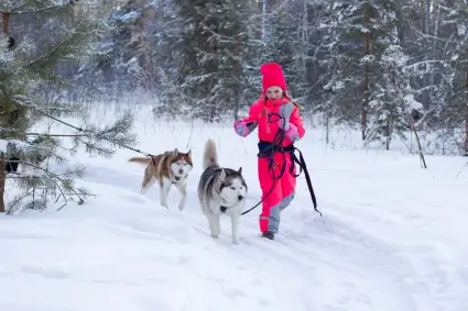 Массовое катание на хаски для детей