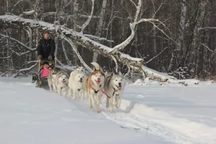 Массовое катание на хаски для детей