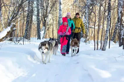 Массовое катание на хаски для детей