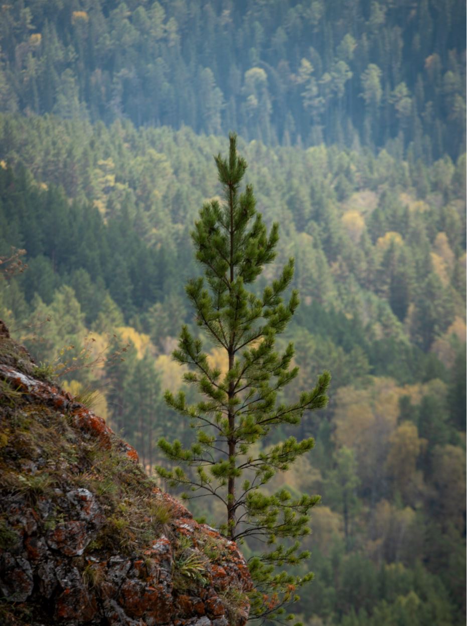 Фотопутешествие на Торгашинский хребет