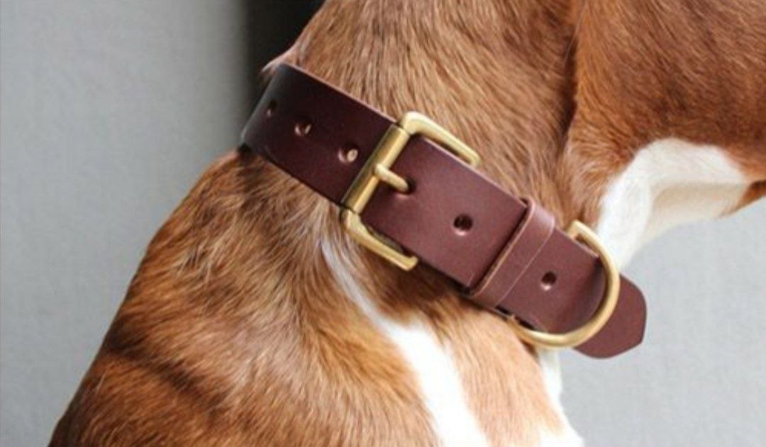 Кожевенный мастер-класс "Ошейник для собаки"